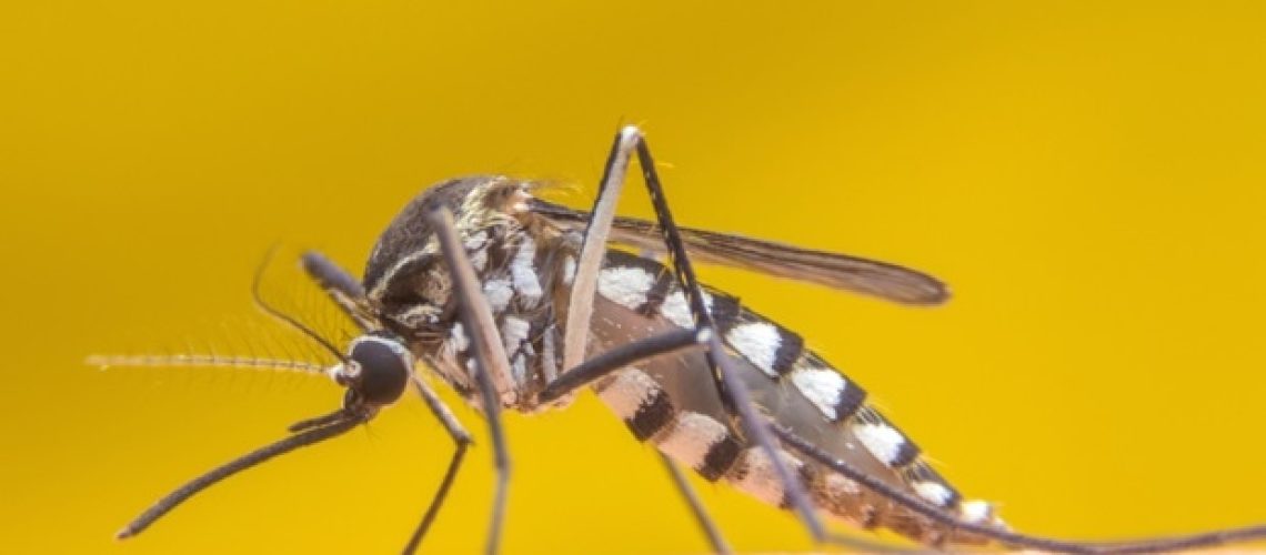 חוקרי UQ לוכדים תמונות ראשונות ברזולוציה גבוהה של נגיף הקדחת הצהובה