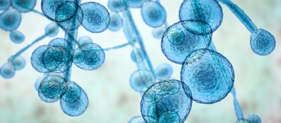 The WHO fungal priority pathogens list: a crucial reappraisal to review the prioritisation. Image Credit: Kateryna Kon / Shutterstock