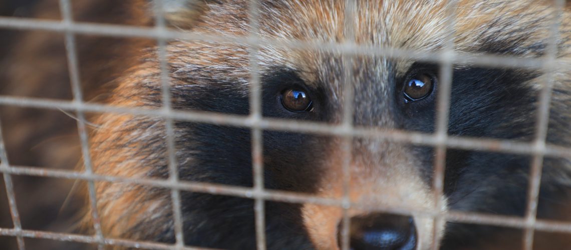 Study: Farmed fur animals harbour viruses with zoonotic spillover potential. Image Credit: chinahbzyg / Shutterstock