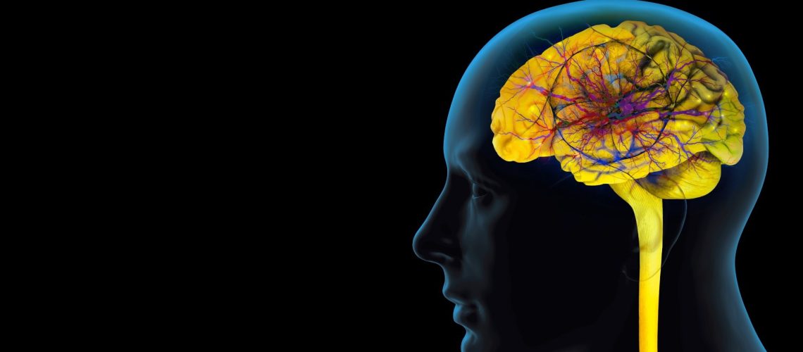 חיזוי התנהגות מתכונות תמונה: תובנות מכוונון קורטיקלי