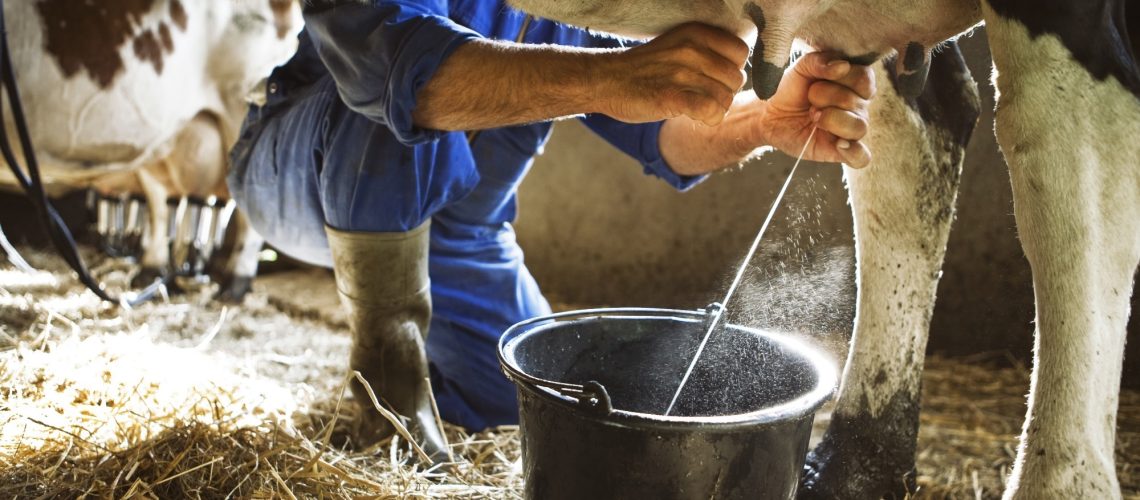 Study: Human proinsulin production in the milk of transgenic cattle. Image Credit: Zacchio/Shutterstock.com