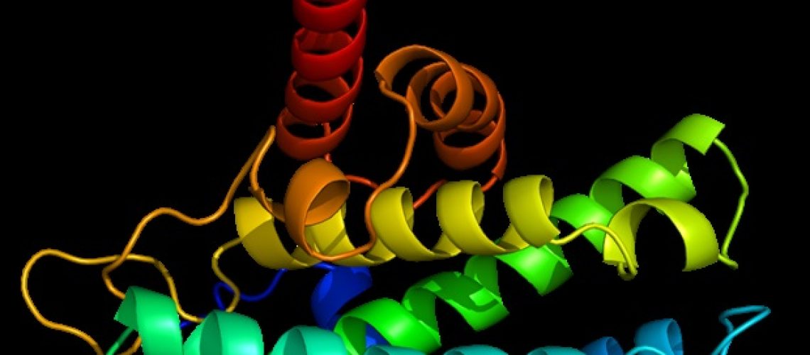 חלבוני YAP ו-TAZ מנחים את התפתחות העצם ברחם