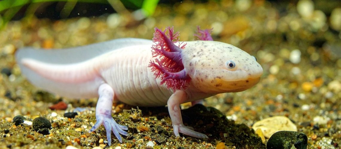Study: Retinoic acid breakdown is required for proximodistal positional identity during axolotl limb regeneration. Image Credit: Bigzumi / Shutterstock
