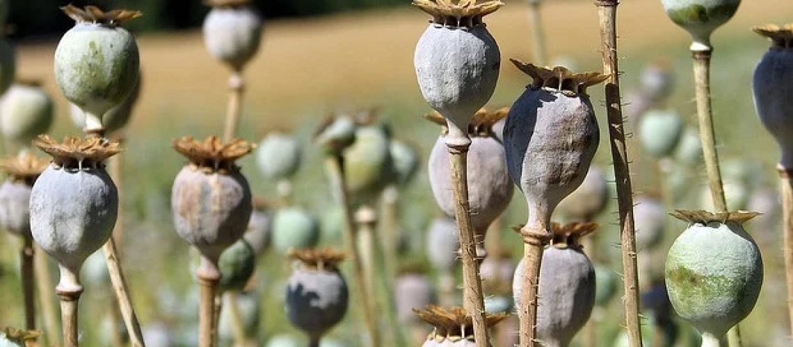 חקיקה זרה משפיעה מאוד על מקרי מוות של חומרים פסיכואקטיביים מקומיים