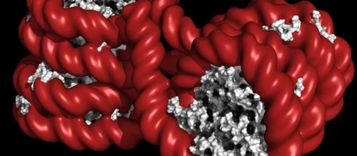 חשיפה טרום לידתית יחידה לקוטל פטריות הקשורה למחלה לאורך 20 דורות