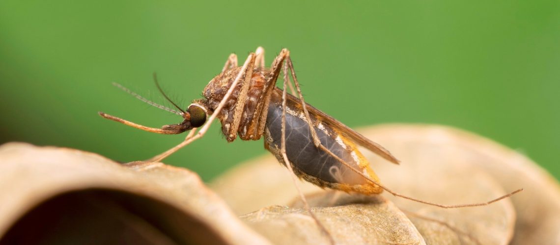 Study: Eliminating malaria vectors with precision-guided sterile males. Image Credit: RealityImages / Shutterstock