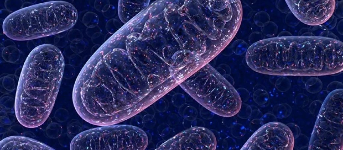 טכניקת CRISPR חדשה מגבירה את תפקוד המיטוכונדריה לטיפול באי ספיקת לב