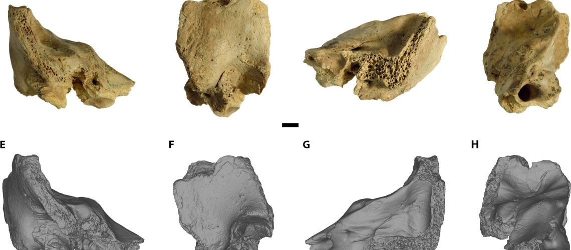 Original fossil and 3D model of CN-46700. (A to D) original fossil. (E to H) 3D model. [(A) and (E)] anterior view. [(B) and (F)] Lateral view. [(C) and (G)] Posterior view. [(D) and (H)] Medial view. Scale bar, 5 mm.