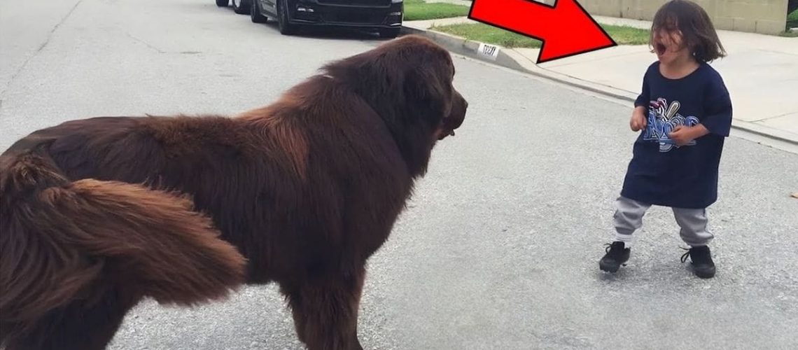 ילד פוגש כלב ברחוב