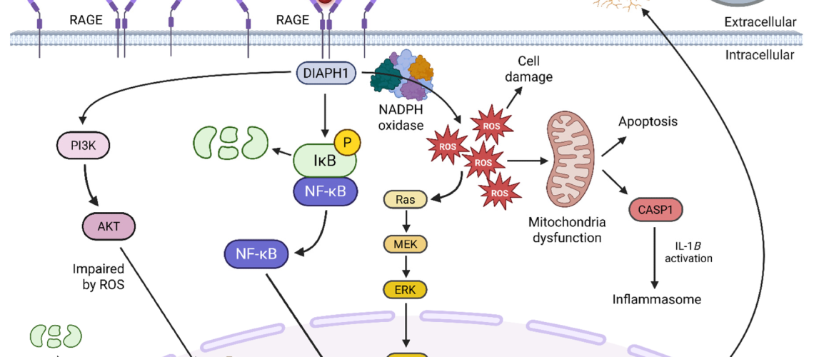 AGE–RAGE signaling axis. The AGE–RAGE signaling pathway is triggered when advanced glycation end products (AGEs) and other ligands (e.g., Aβ, S100, HMGB1) bind to the RAGE receptor. This interaction activates intracellular signaling through DIAPH1, leading to NF-κB activation and increased expression of pro-inflammatory genes. The pathway also increases reactive oxygen species (ROS) production, causing mitochondrial dysfunction and promoting further AGE formation. This creates a damaging feedback loop that impairs cell function and promotes chronic inflammation. Soluble RAGE (sRAGE) serves as a natural decoy, reducing pathway activation. Image was created using BioRender.