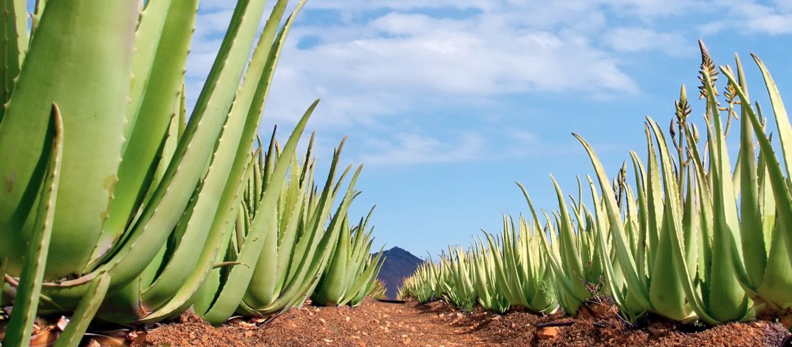 Review: Aloe vera―An Extensive Review Focused on Recent Studies. Image Credit: tilialucida / Shutterstock