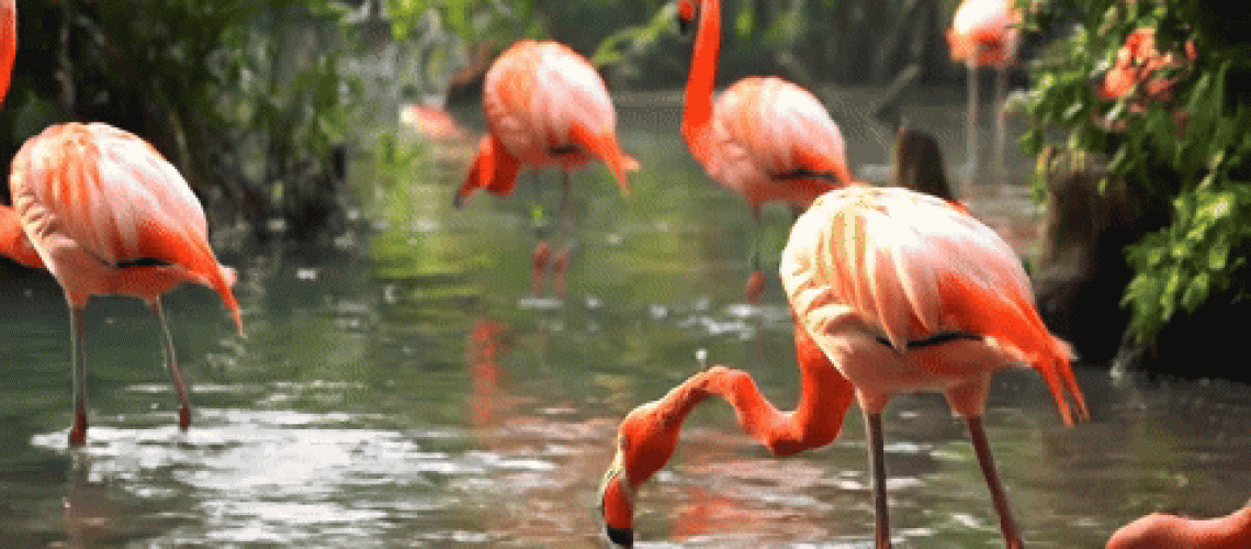 כיצד להיכנס לרשימת ההמתנה של Veo 2 - גש למחולל הווידאו החדש של AI של גוגל