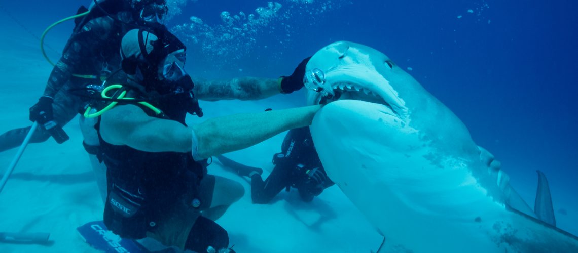 A tiger shark bites diver Paul de Gelder's prosthetic arm in “How to Survive a Shark Attack”