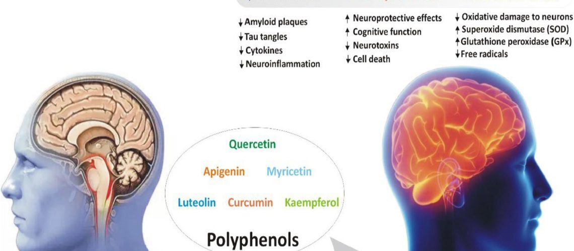 Review: Polyphenols and Alzheimer