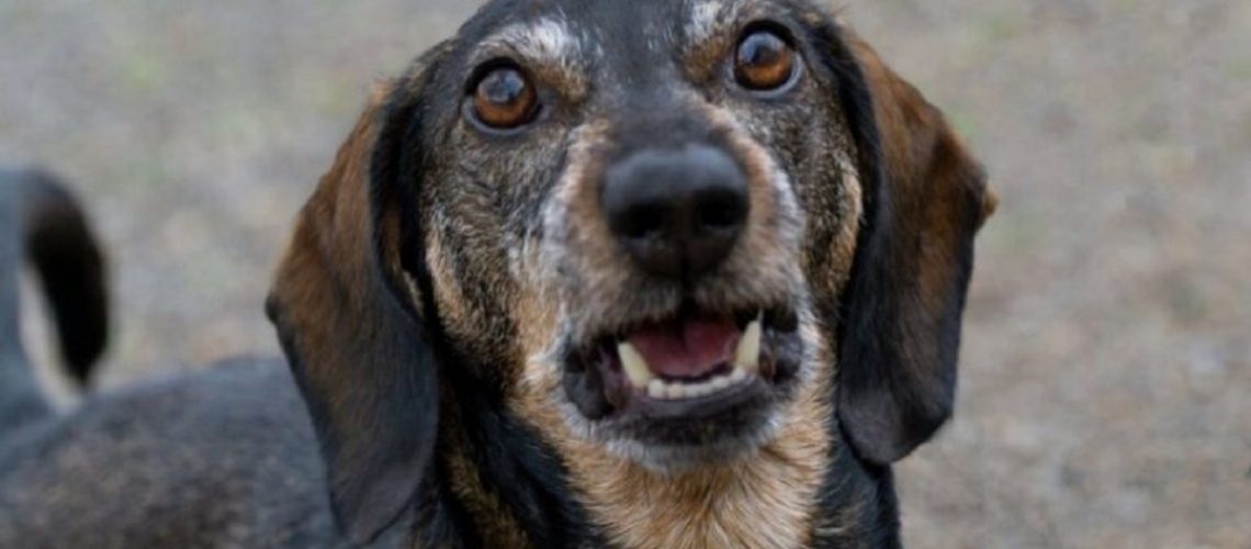 למה כלבים נובחים