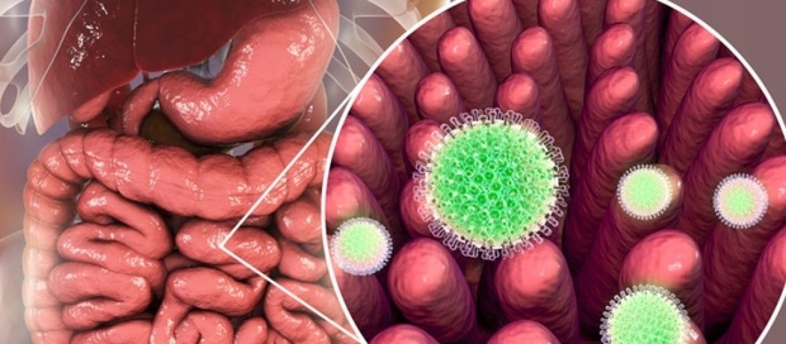 למיקרוביוטה של ​​המעיים תפקיד קריטי ביעילות חיסוני הרוטה