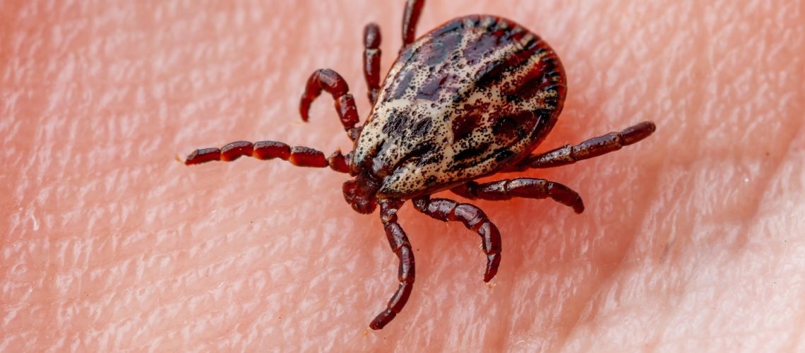 Study: Tick-Borne Disease Infections and Chronic Musculoskeletal Pain. Image Credit: nechaevkon/Shutterstock.com