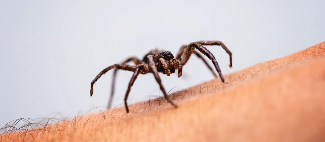 Poisonous spider over person arm