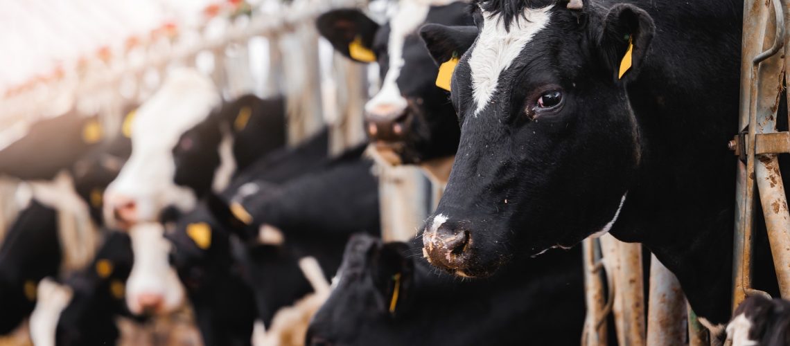 Cows in modern farm