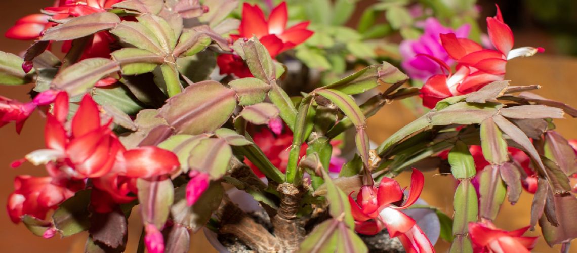 מדוע עלי קקטוס חג המולד שלך הופכים לאדומים - וכיצד להחזיר את הירוק