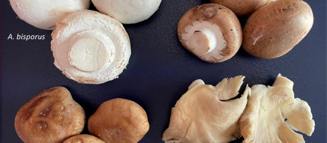 Main mushrooms cultivated in Spain. Review: The Potential of Cultivated Mushrooms as Salt Substitutes in Meat Products