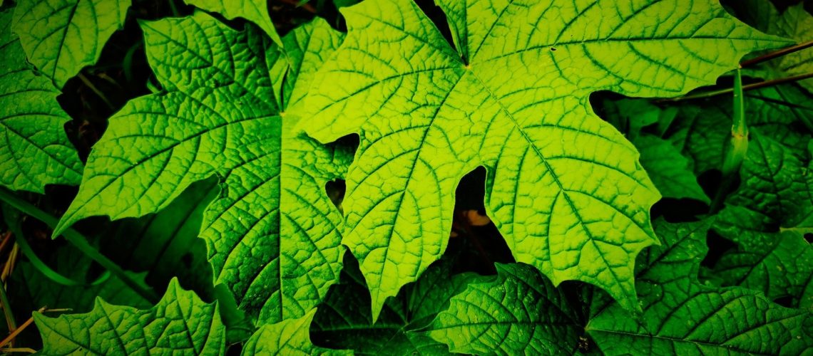 Review: Chaya Leaf: A Promising Approach for Diabetes Management. Image Credit: Sugeng Un / Shutterstock