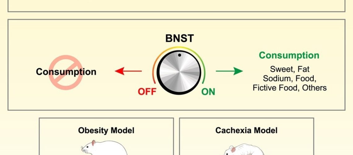 Study: A brain center that controls consummatory responses
