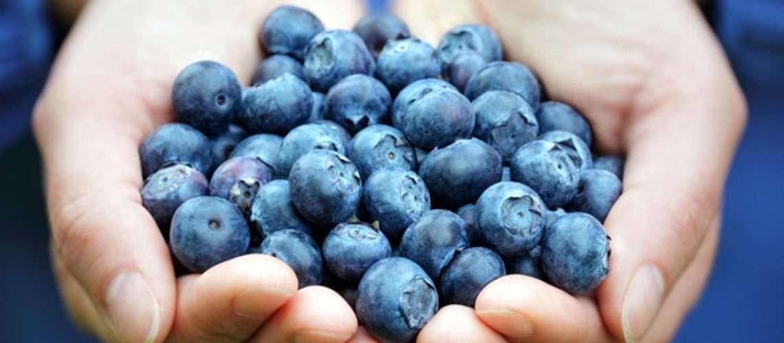 מדענים מגלים חולשה נסתרת בחיידק מחלת ליים