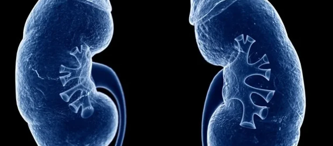 מדענים מגלים מדוע חולים עם מחלת כליות כרונית מתים מבעיות לב