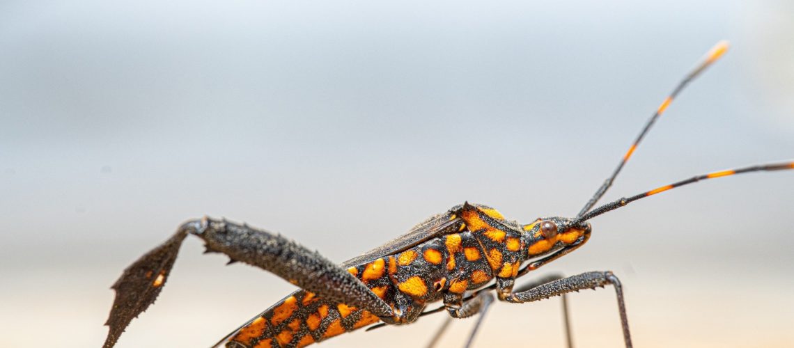 Data release: Triatomines outside the Americas: a comprehensive dataset for the global surveillance of Chagas disease vectors. Image Credit: Oktavianus Mulyadi  / Shutterstock