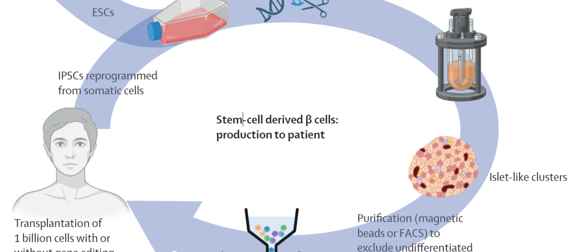 Production and transplantation of β cells derived from embryonic or induced pluripotent stem cells