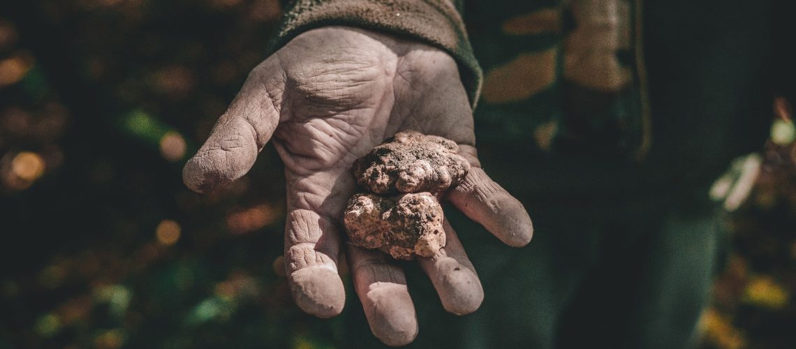 Bioactive Compounds and Antioxidant Potential of Truffles: A Comprehensive Review. Image Credit: kaicairone / Shutterstock