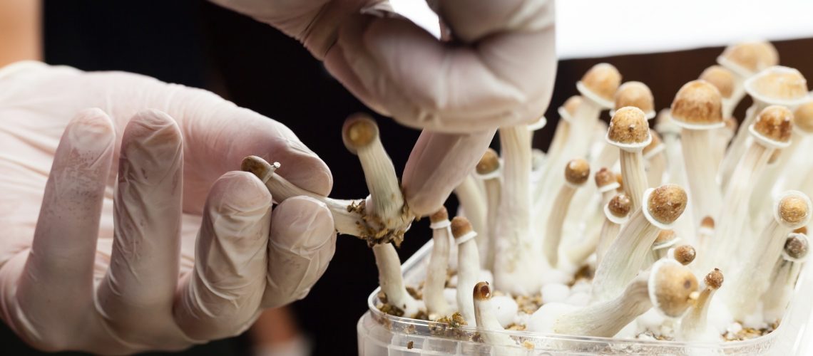 Perspective: An Integrated theory of false insights and beliefs under psychedelics. Image Credit: Moha El-Jaw / Shutterstock