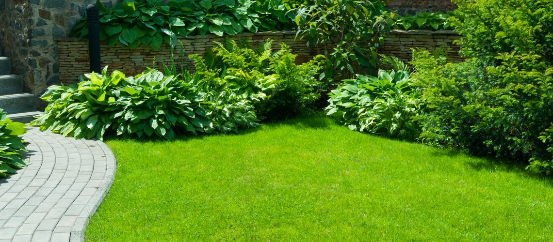 Green grass and healthy lawn