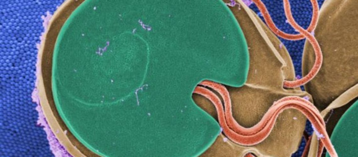 מחקר A&M של טקסס שופך אור על ג'יארדיה ופתוגנים cryptosporidium במתקני כלבים