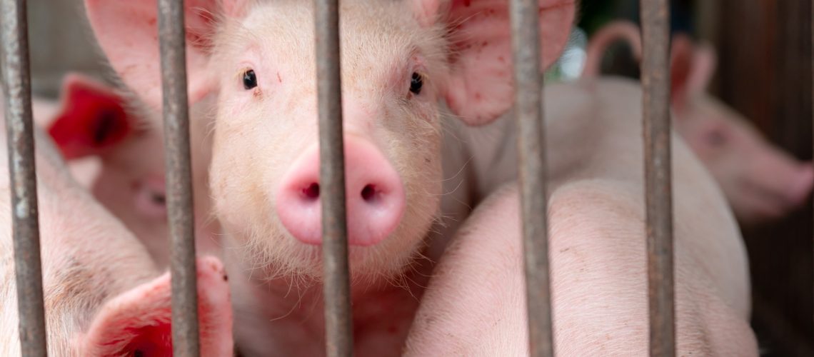 Study: Potential pandemic risk of circulating swine H1N2 influenza viruses. Image Credit: Fahroni / Shutterstock.com