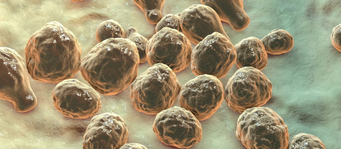 Study: Brain glucose induces tolerance of Cryptococcus neoformans to amphotericin B during meningitis. Image Credit: Kateryna Kon/Shutterstock.com