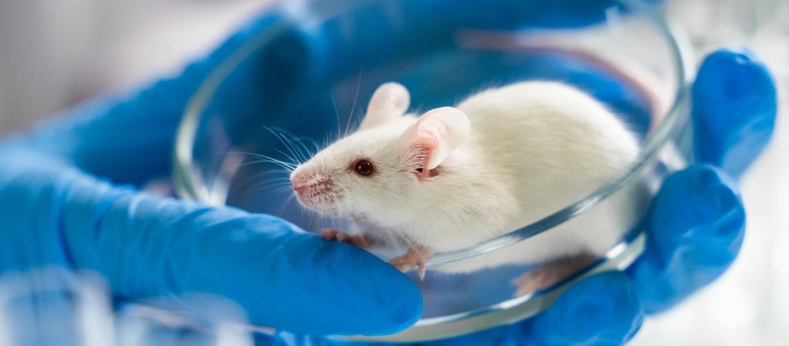 ​​​​​​​Study: Ketogenic diet administration later in life improves memory by modifying the synaptic cortical proteome via the PKA signaling pathway in aging mice. Image Credit: Egoreichenkov Evgenii/Shutterstock.com