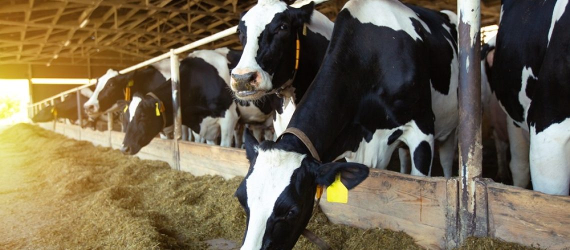 Study: Sialic Acid Receptor Specificity in Mammary Gland of Dairy Cattle Infected with Highly Pathogenic Avian Influenza A(H5N1) Virus. Image Credit: Simon Kadula/Shutterstock.com