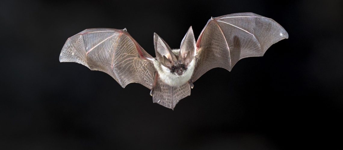 Study: Experimental evidence for cancer resistance in a bat species. Image Credit: Rudmer Zwerver / Shutterstock