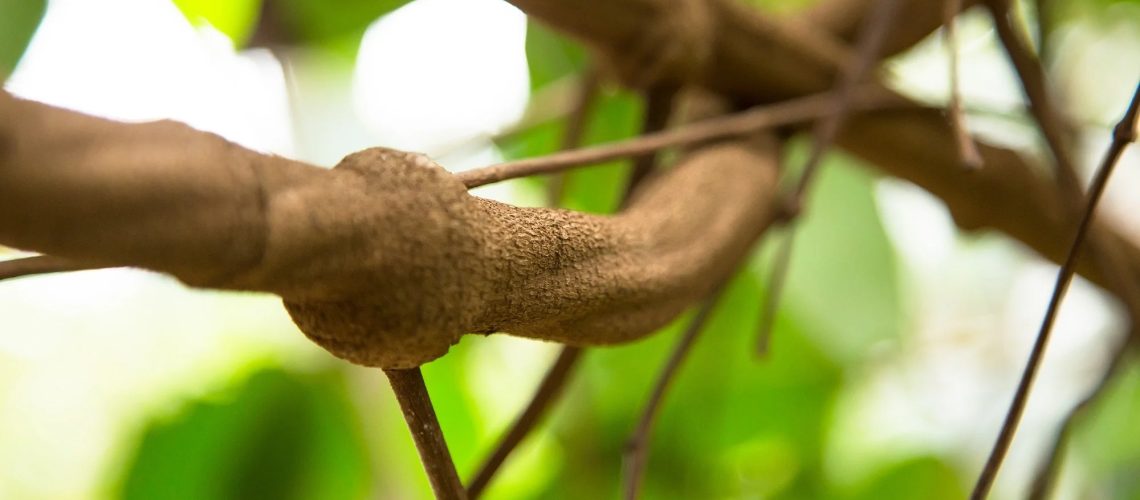 Study: Prior ayahuasca experience is associated with improved mental health: observational data from ritualistic settings. Image Credit: Hans Denis Schneider / Shutterstock