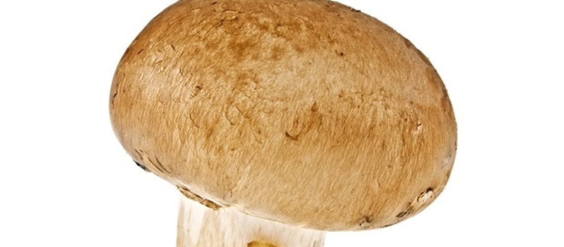 מחקרים חושפים חומרים פעילים שלא נחשפו במוצרי פטריות קמעונאיים