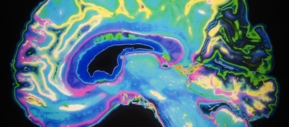 מיני-איברים תלת-ממדיים מרקמת מוח עוברית אנושית פותחים חזית חדשה בחקר המוח