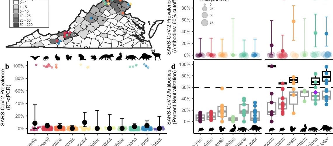 SARS-CoV-2 RNA and neutralizing antibody prevalence in wildlife communities.
