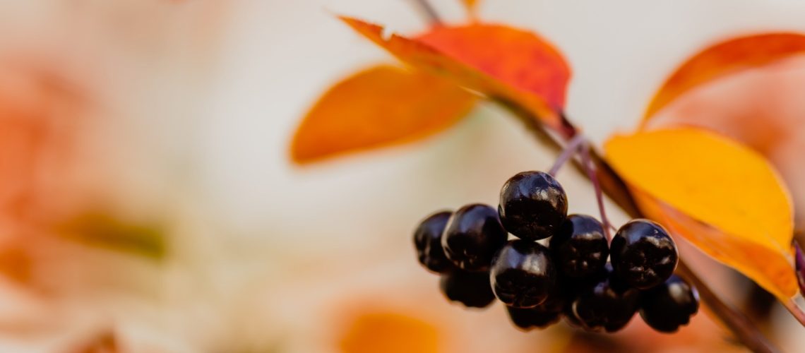 Study: Effects of two weeks of daily consumption of (poly)phenol-rich red berry fruit juice, with and without high-intensity physical training, on health outcomes in individuals with pre-diabetes mellitus. Image Credit: Flower_Garden / Shutterstock