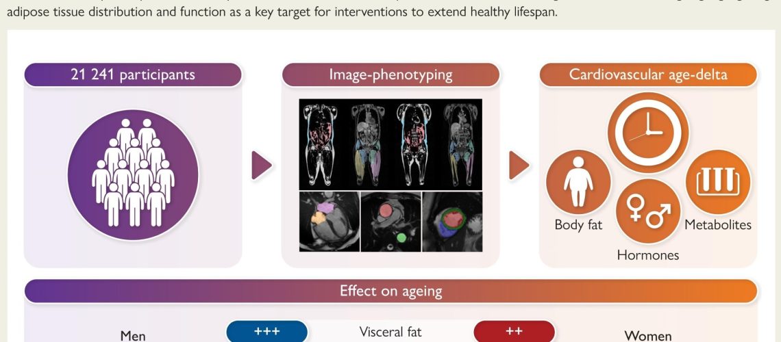 מיקום שמן, לא BMI, מניע סיכון להזדקנות לב אצל גברים ונשים