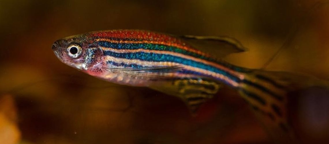 Carbonic anhydrase inhibitors clear tau build-up in zebrafish models of tauopathies