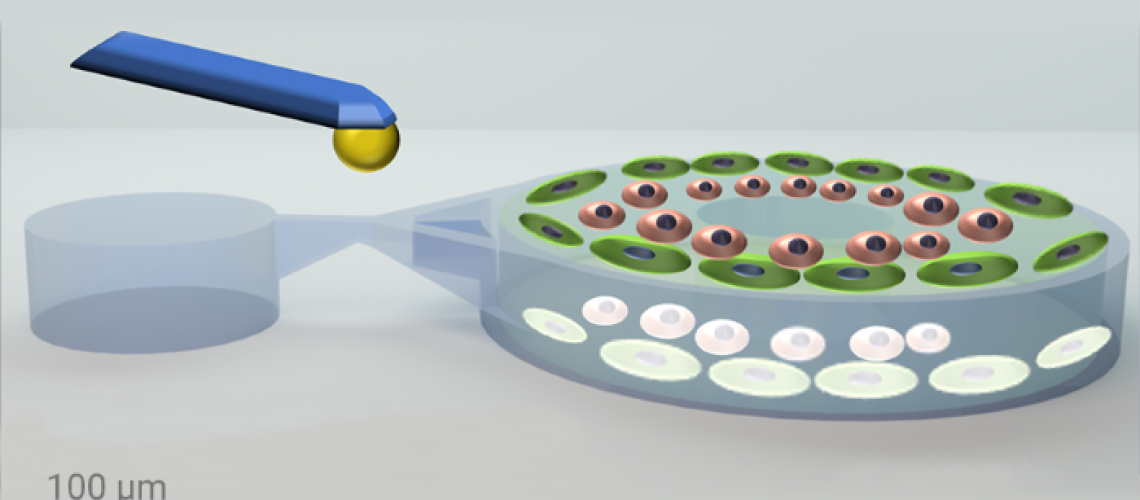 Mechanically stimulated 3D multicellular systems