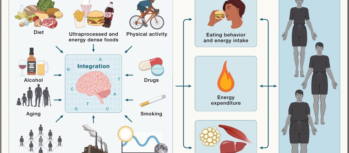 Brain integration of environmental cues in the regulation of energy balance and adiposity - Environmental factors (left) are integrated by the brain in the context of an individual