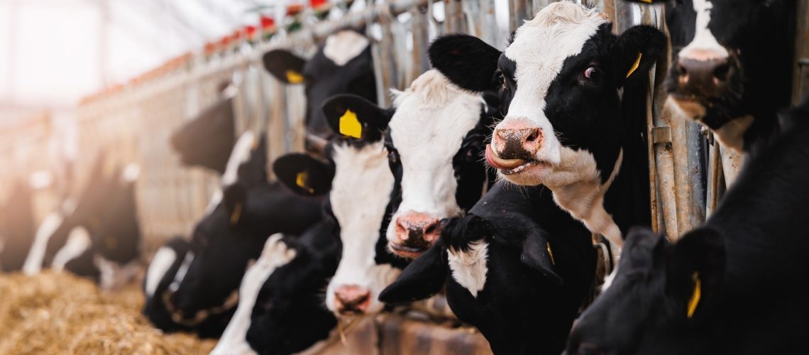 Cows with smart collar in modern farm livestock